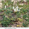 polyommatus eros tshetvericovi azerbaijan hostplant